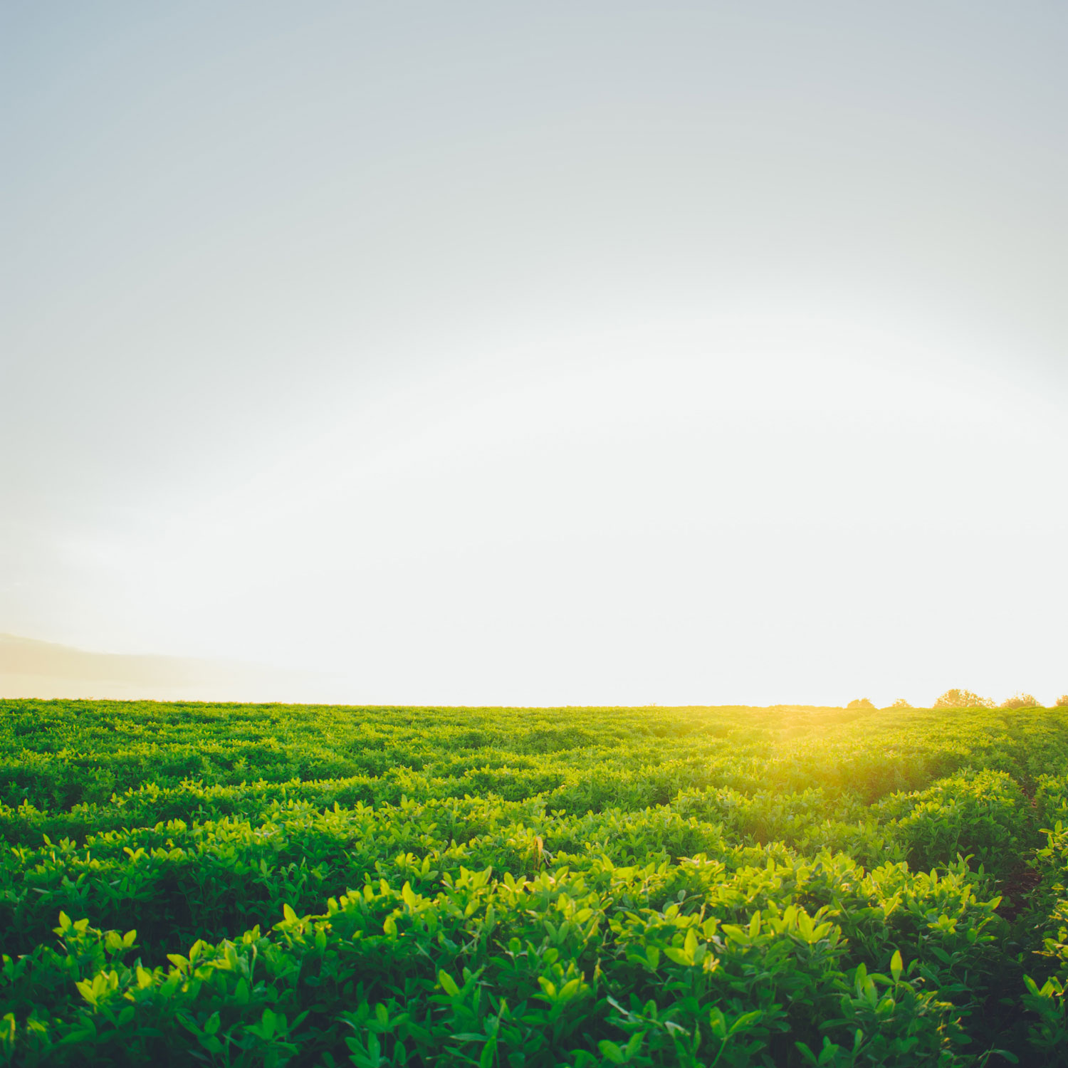 Sunny farm field